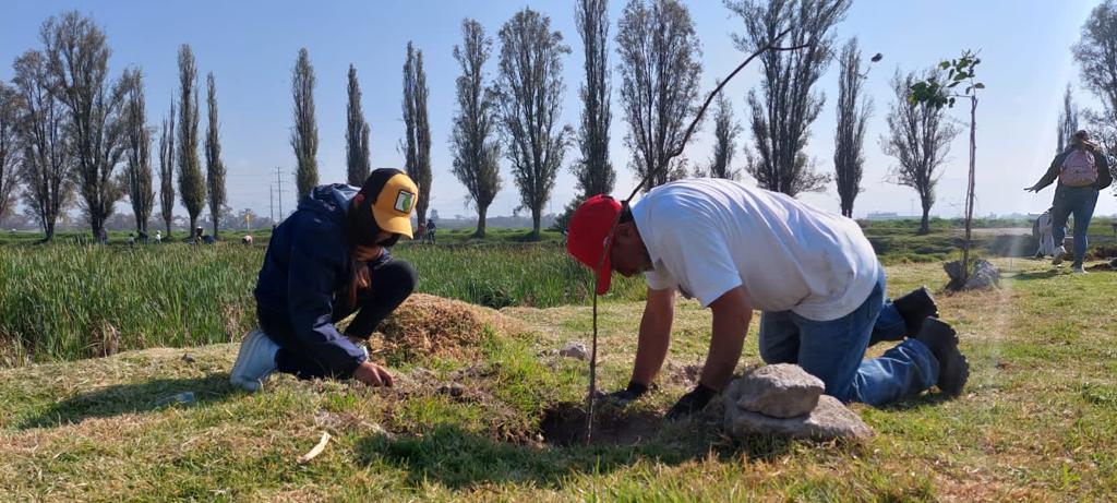 San Mateo Atenco suma la siembra de más de 14 mil árboles para proteger humedales
