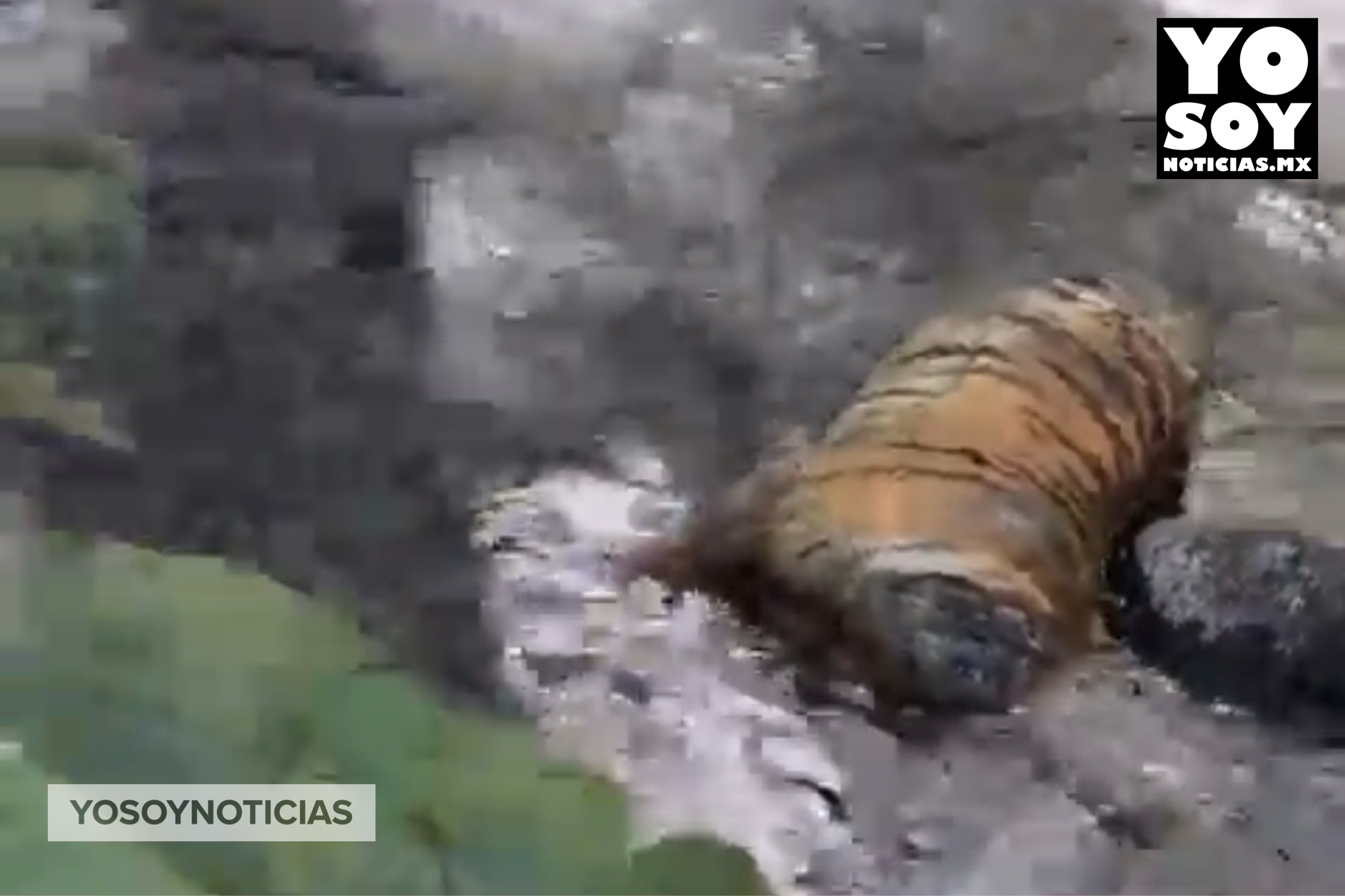 Valle de Bravo advirtió a Profepa, sin respuesta, sobre tigre decapitado