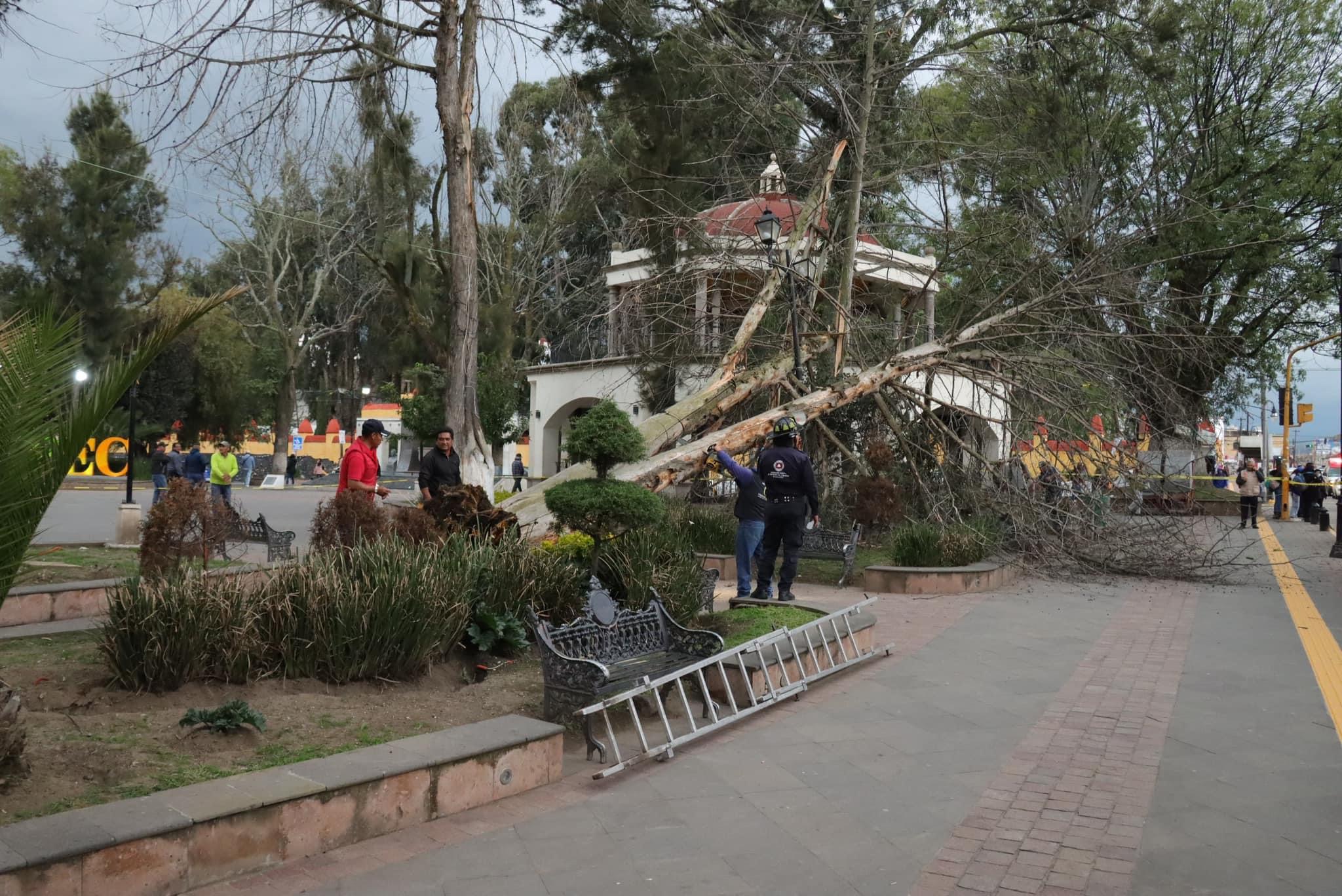 En Zinacantepec el viento derribó un árbol de la plaza principal