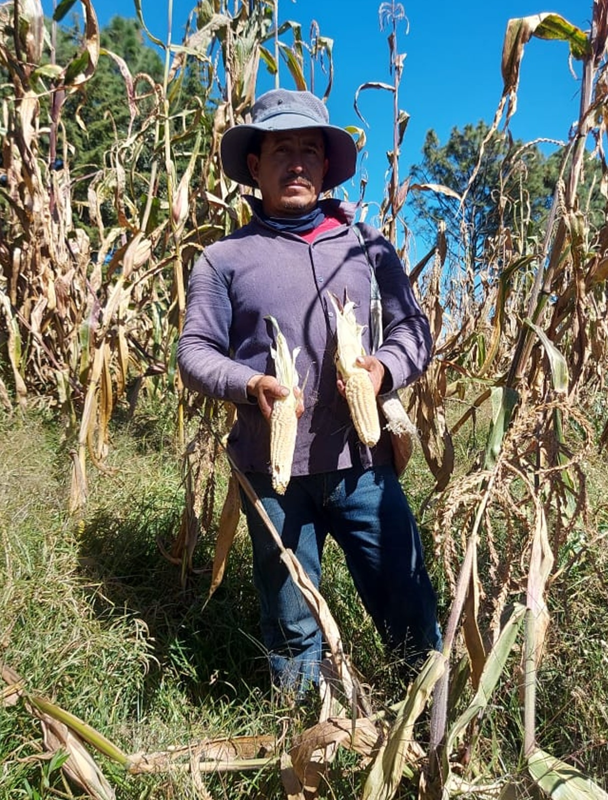 Productores de maíz blanco recibirán apoyo económico del gobierno