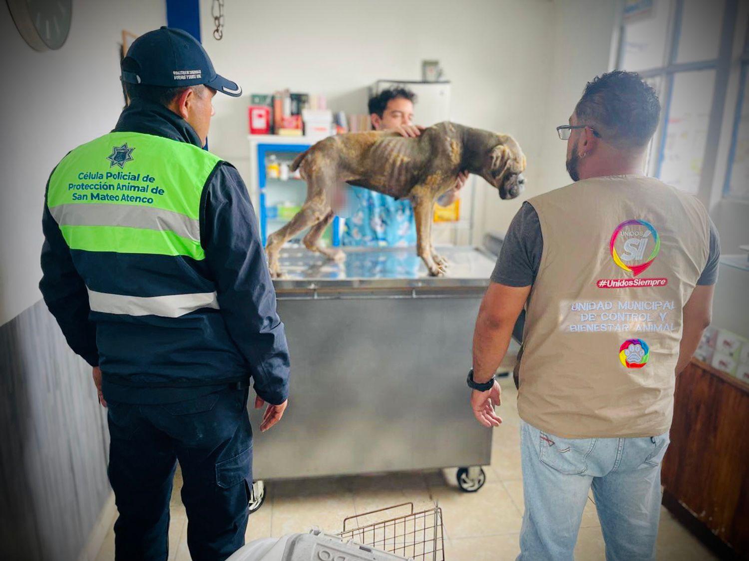 San Mateo Atenco rescata dos perros en maltrato grave