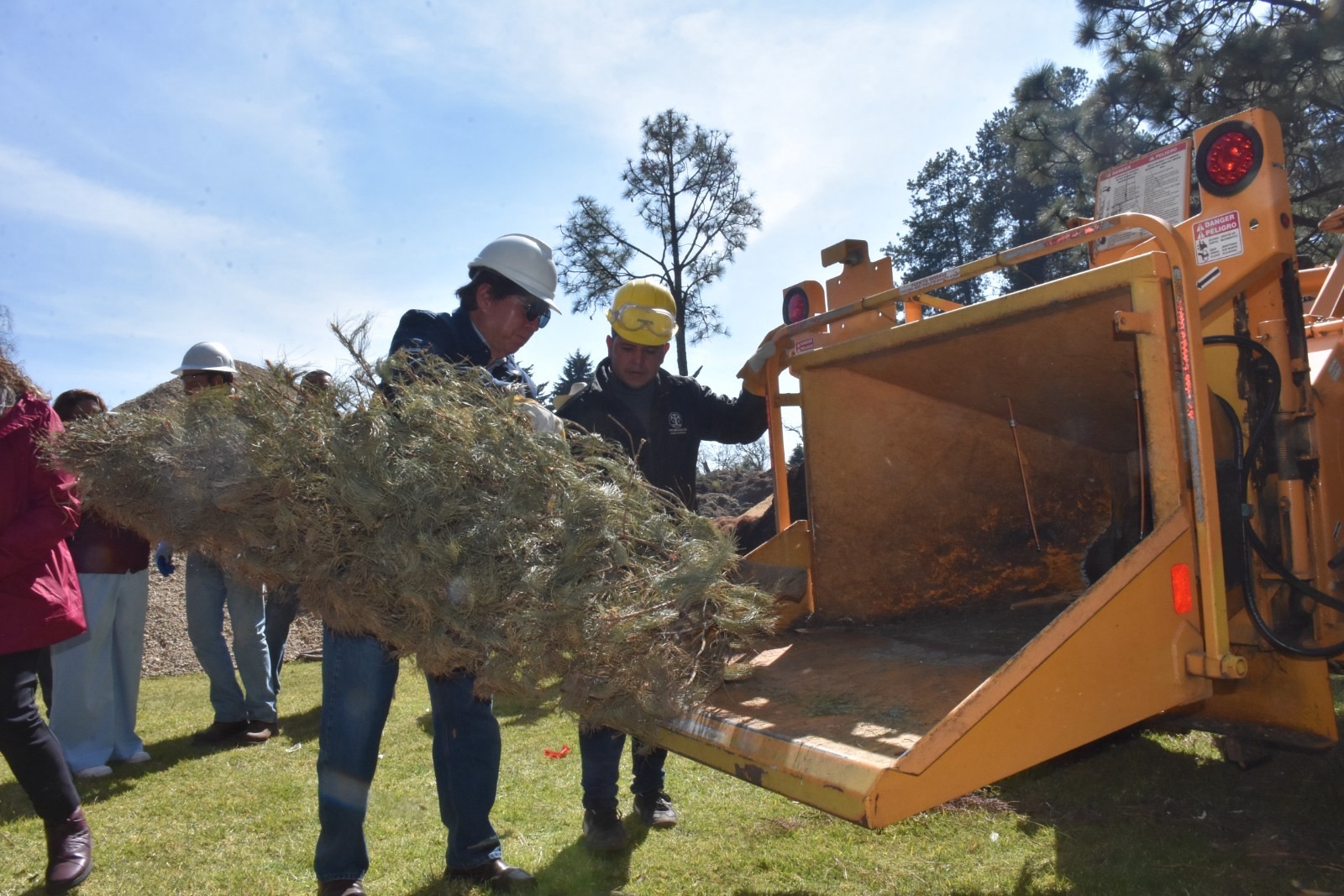 Árbol de Navidad no es basura: devuélvelo al bosque