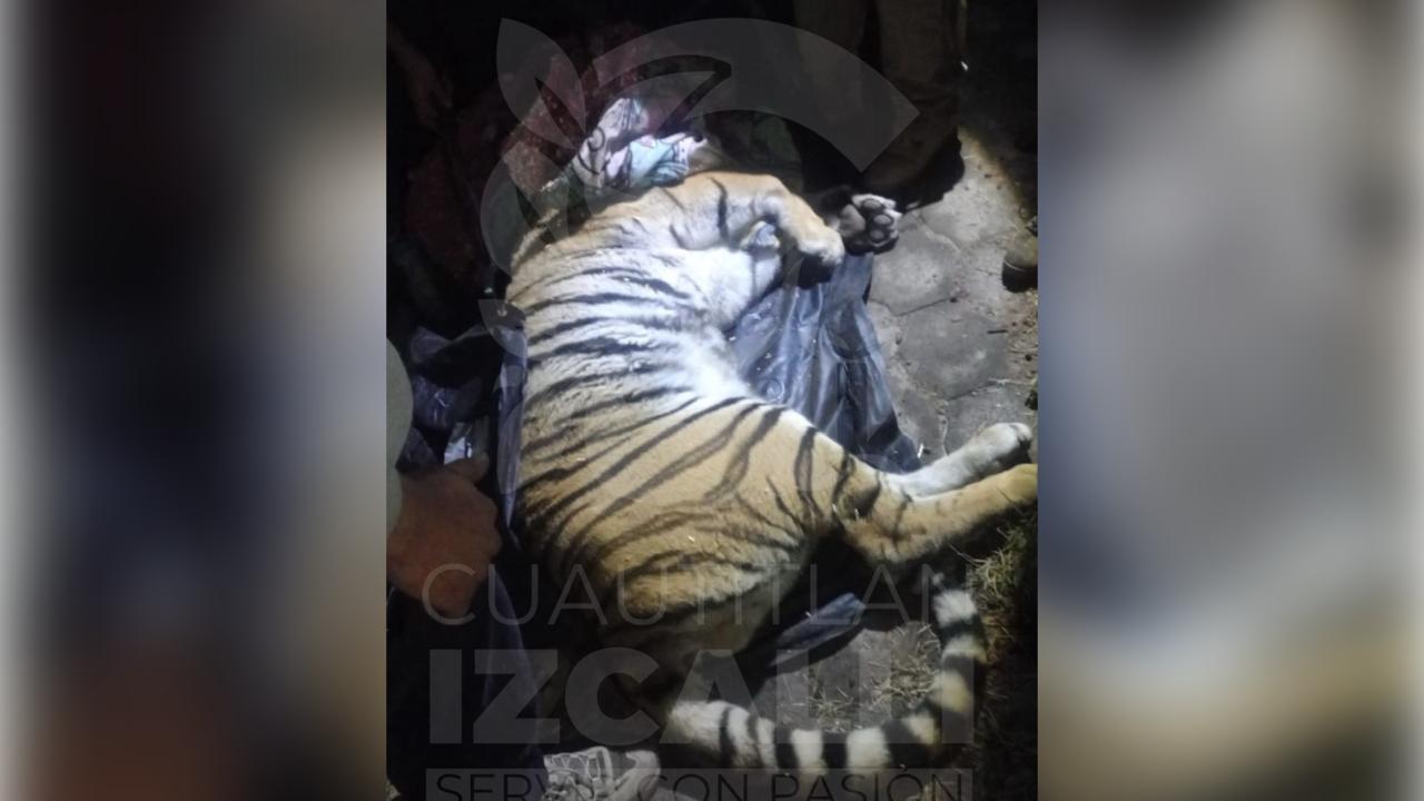 Rescatan tigre en Cuautitlán Izcalli con apoyo de Profepa
