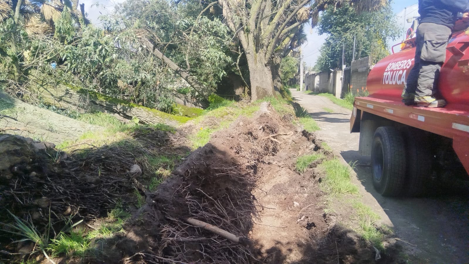Retiran 10 árboles caídos para prevenir inundaciones en Toluca