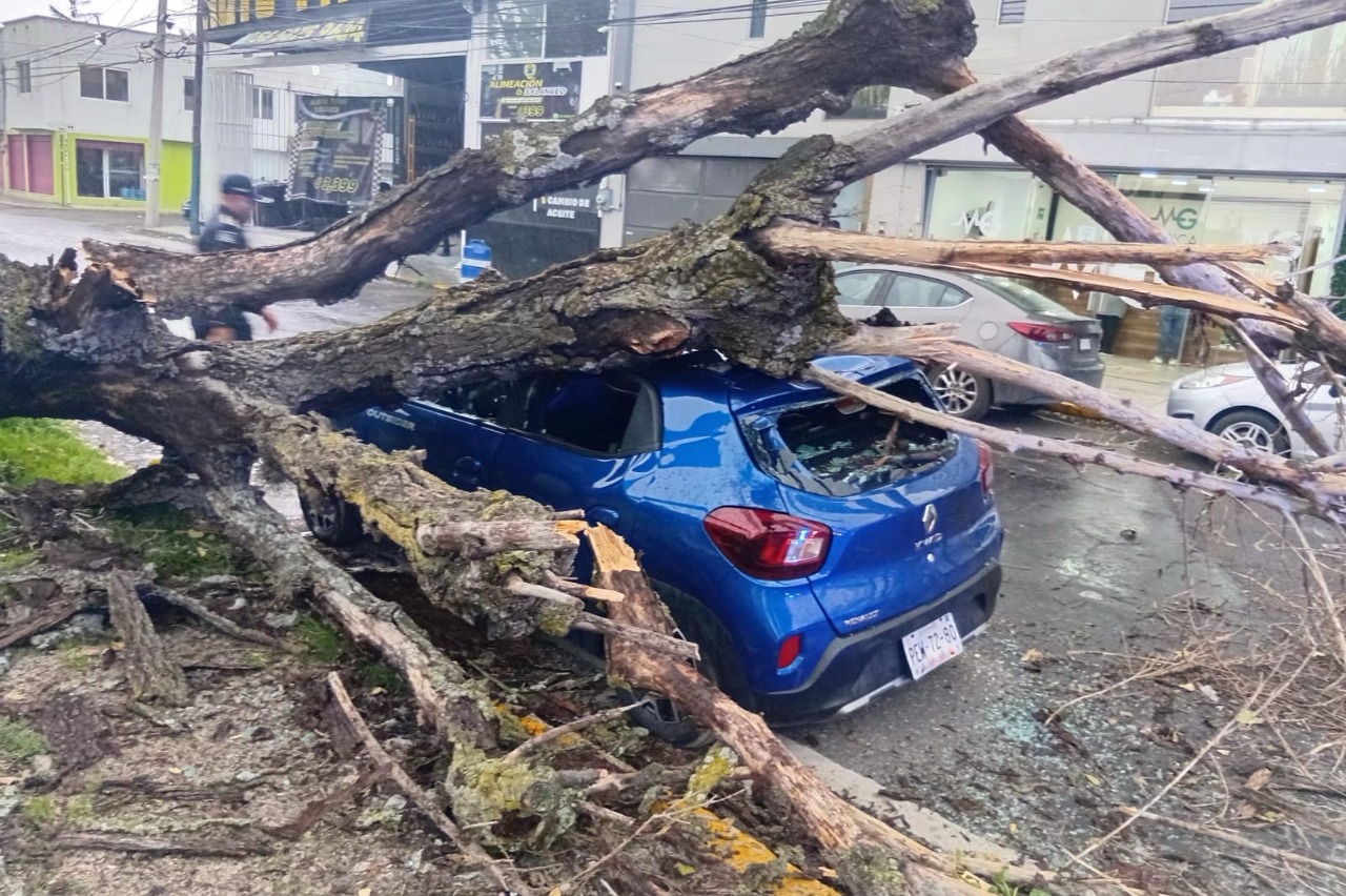 Árboles colapsan en Toluca tras intensas lluvias y vientos